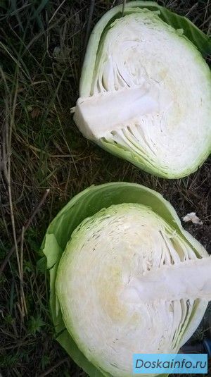 Капуста оптом от производителя.