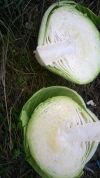 Уменьшенная картинка