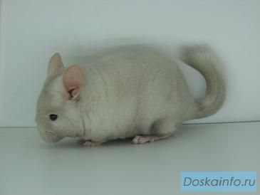 Шиншиллы из питомника