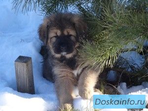 Щенки Тибетского Мастифа