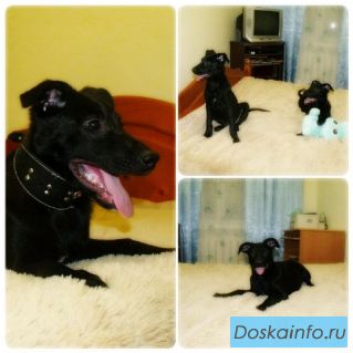 Угольки в поисках дома