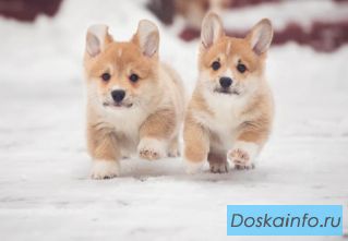Щенки          вельш           корги          пемброк