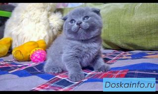 Шотландские котята