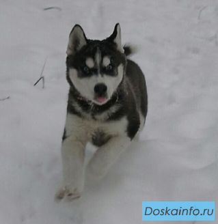 Продаю щ е н к а (хаски).   В я з к а  кобеля