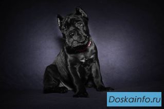 Кане Корсо - очаровательные щенки
