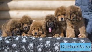 Продаются щенки Тибетского  мастифа