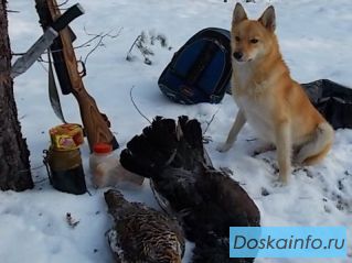 Ищу собаку.