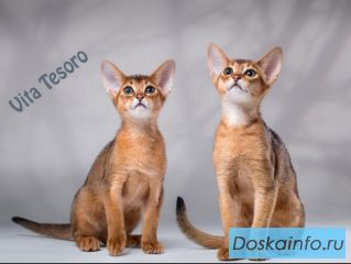 Аббисинские котята