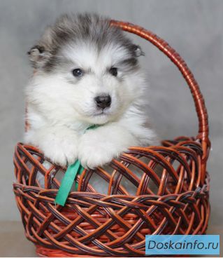 Высокопородные щенки Аляскинского Маламута с редким геном!