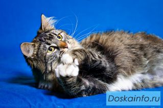 Кошка Мышка в дар!