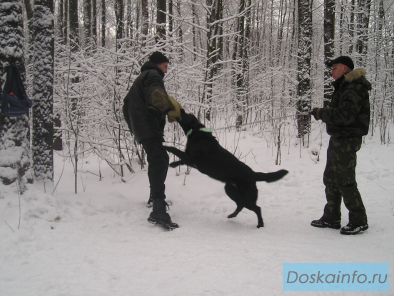 Профессиональная Дрессировка Собак Гостиница