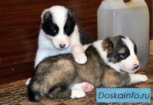 Алабая щенки