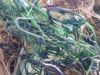 Уменьшенная картинка
