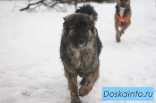 Ищет дом прекрасная собака Манечка