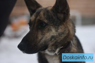 Ищет дом красавица Алиса