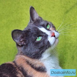 Невероятная ласкуша Фея ищет дом. 