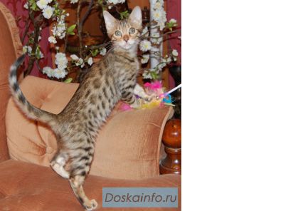 Бенгальские котята и котята тойгер