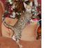 Бенгальские котята и котята тойгер