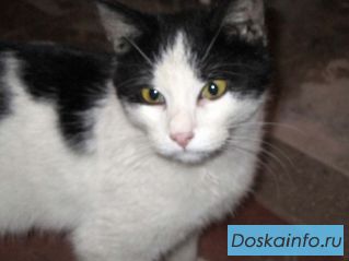 СРОЧНО ищет дом котенок, грозит отлов!