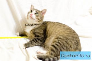 Настоящий русский кот в дар