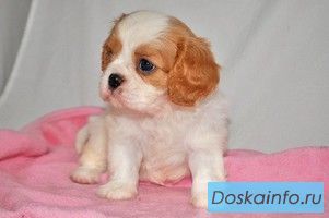 Кавалер Кинг Чарльз спаниель девочки и мальчики
