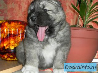 Щенки Кавказской овчарки из Питомника