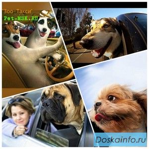 ЗооТакси! Перевозка домашних питомцев.