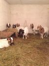 Продам Бурская Коза, Англо-нубийская, Камерунская