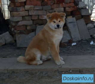 Мальчик Японской Акиты