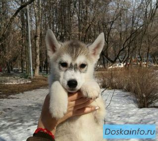 Продаются щенки Сибирской Хаски.