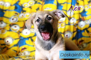 Щенки овчаровашки отдам в дар в хорошие руки