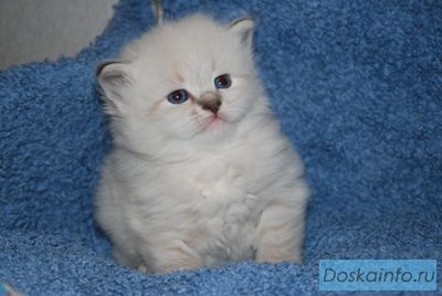 Невские маскарадные котятки