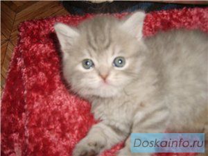 Британские   котята