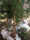 Продаём сосны с искривлённым стволом для дизайна