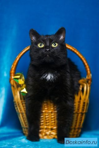 Кошка Клякса ищет хозяев