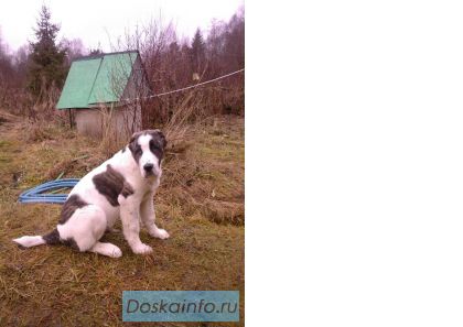 Щеночки-Алабайчики ! мальчики, привиты, цена по договорен.':