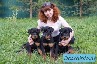 Щенки ротвейлера питомник