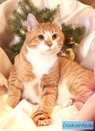 Очаровательный кот Рыжик ищет дом