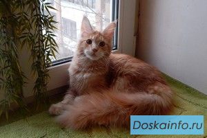 Молодая кошечка мейн-кун.
