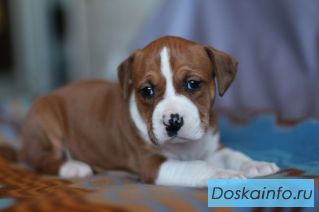 Продам щенков            американского стаф.         терьера