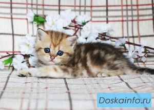 Британские золотые и серебристые шиншиллы
