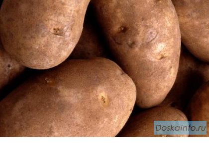Продажа картофеля