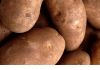 Продажа картофеля