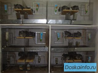 Клетки для разведения шиншилл.