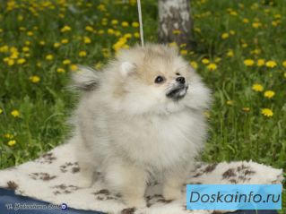 Шпиц немецкий, щенок, кобель