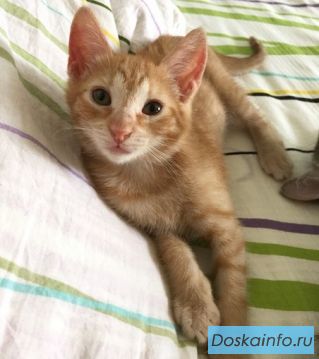 Замечательные котята в дар!