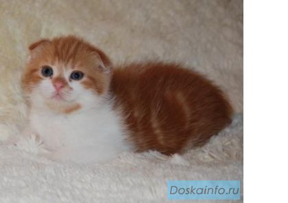 Шотландские вислоухие,скоттиш страйт котята