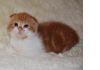 Шотландские вислоухие,скоттиш страйт котята