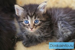 Котята в добрые руки !