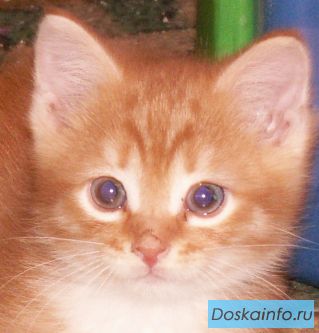 Котята рыжие, 2 мес